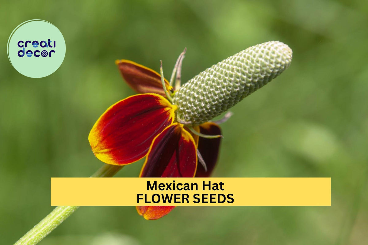 3 Pack Mexican Hat Seeds – Vibrant Red-Yellow Wildflowers for Pollinator Gardens & Prairie Planting – Ratibida columnifera