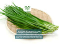 100 Garlic Chives Seeds Allium tuberosum - Aromatic Herb for Cooking, Garden & Asian Dishes, Easy to Grow