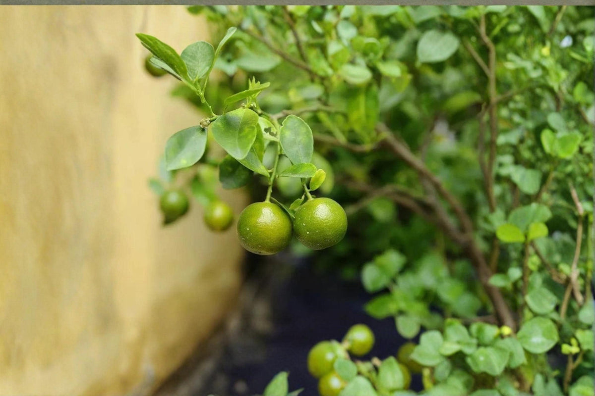 Green Kumquat Seeds - Citrus japonica, Compact Evergreen Citrus Plant for Container Gardens, Fragrant White Blossoms, Small Ornamental Fruit