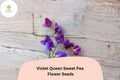 Violet Queen Sweet Pea Seeds | Fragrant Violet Purple Climbing Flowers for Garden Trellises & Cut Flowers | Lathyrus odoratus