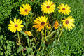 Helianthus angustifolius Swamp Sunflower Seeds – Native Wildflower for Pollinators, Rain Gardens, Meadows, 200 Seeds