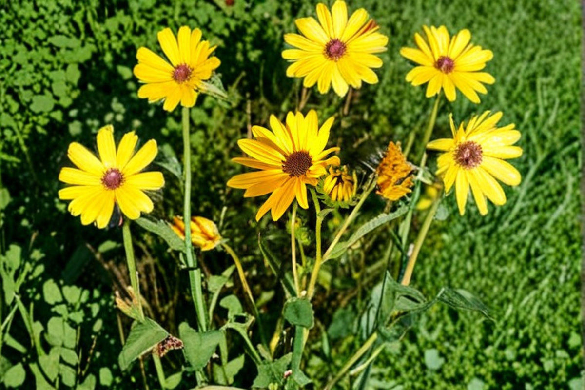 Helianthus angustifolius Swamp Sunflower Seeds – Native Wildflower for Pollinators, Rain Gardens, Meadows, 200 Seeds