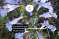 Lyreleaf Sage Seeds | Perennial Wildflower for Pollinators & Ground Cover | Salvia lyrata | 25 Seeds