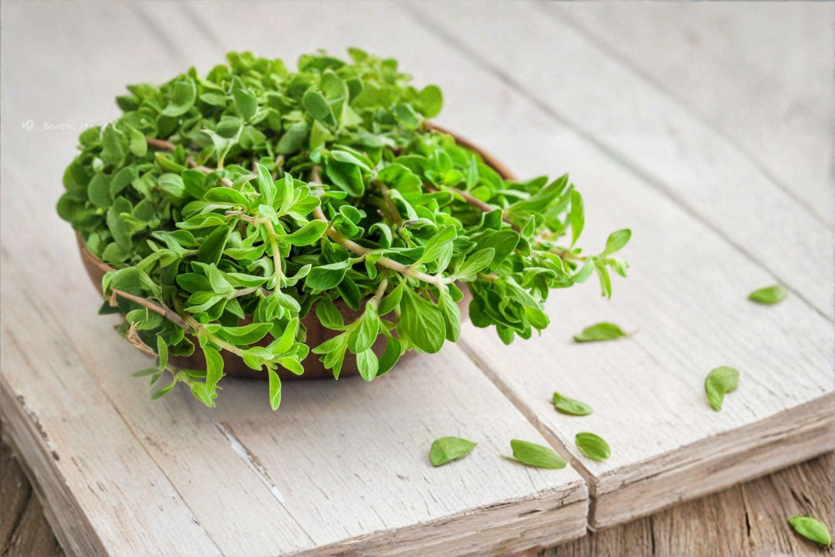 Marjoram Seeds 400 Count | Aromatic Culinary Herb | Origanum majorana | Easy to Grow, Sweet Flavor, Herb Garden, Container Plant