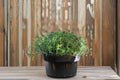 Summer Savory Seeds 500/1000 | Culinary Herb Satureja hortensis | Peppery, Spicy Flavor | Easy Annual Herb
