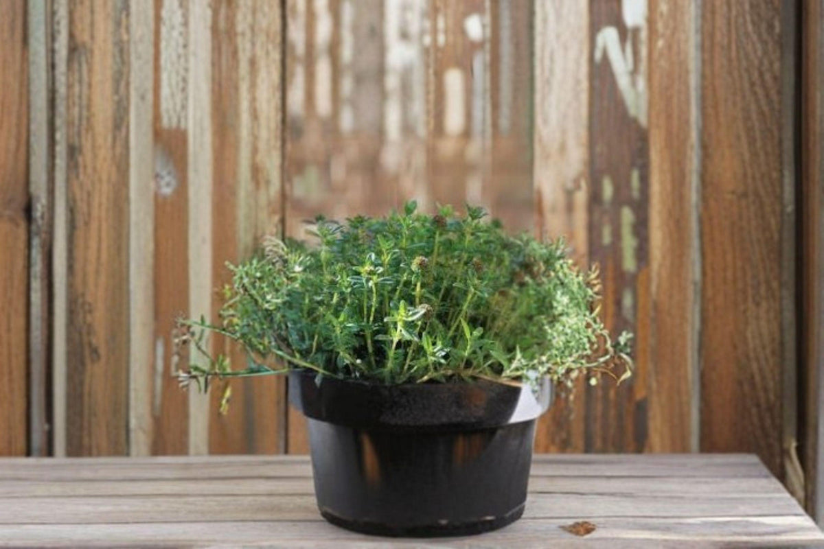 Summer Savory Seeds 500/1000 | Culinary Herb Satureja hortensis | Peppery, Spicy Flavor | Easy Annual Herb