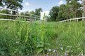 Rumex altissimus Pale Dock Seeds – Native Prairie Perennial for Erosion Control & Wildlife Habitat