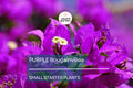 Purple Bougainvillea Starter Plant - 5-7 Inch Climbing Shrub with Vibrant Purple Paper-Like Bracts, Drought-Tolerant, Low Maintenance, Bougainvillea glabra