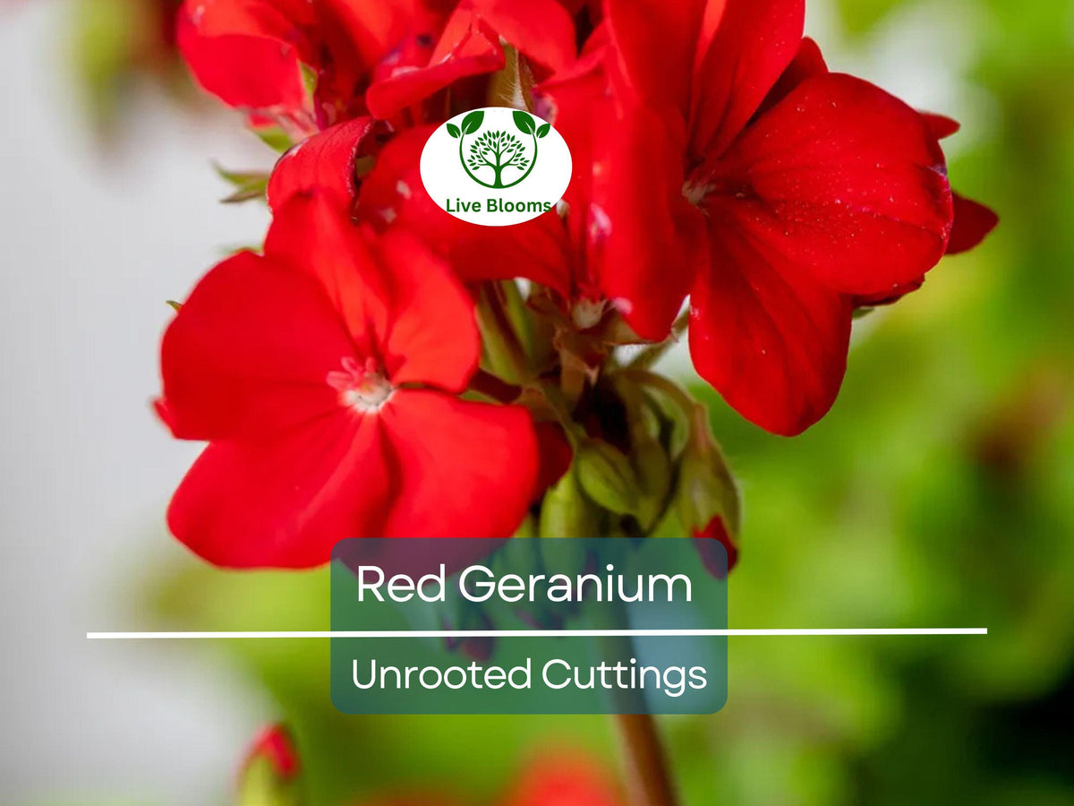 Organic Red Geranium Cuttings 5-8" | Pelargonium for Garden, Pots & Hanging Baskets