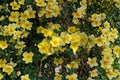 Manchu Yellow Rose Seeds – Rosa xanthina, Hardy Flowering Shrub, Ornamental Garden, 10 Seeds