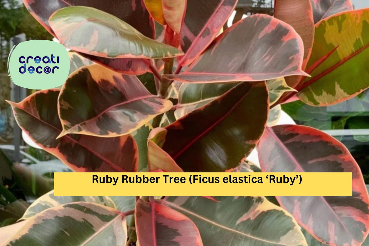 Ruby Rubber Tree Houseplant – Small Rooted Ficus elastica ‘Ruby’ with Pink, Cream, and Green Variegated Foliage
