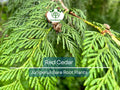 Red Cedar Tree Saplings – Bare Root, Evergreen, Fast-Growing Windbreak & Privacy Screen – Juniperus virginiana