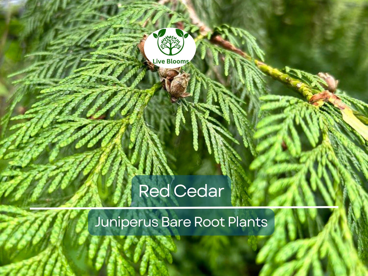 Red Cedar Tree Saplings – Bare Root, Evergreen, Fast-Growing Windbreak & Privacy Screen – Juniperus virginiana