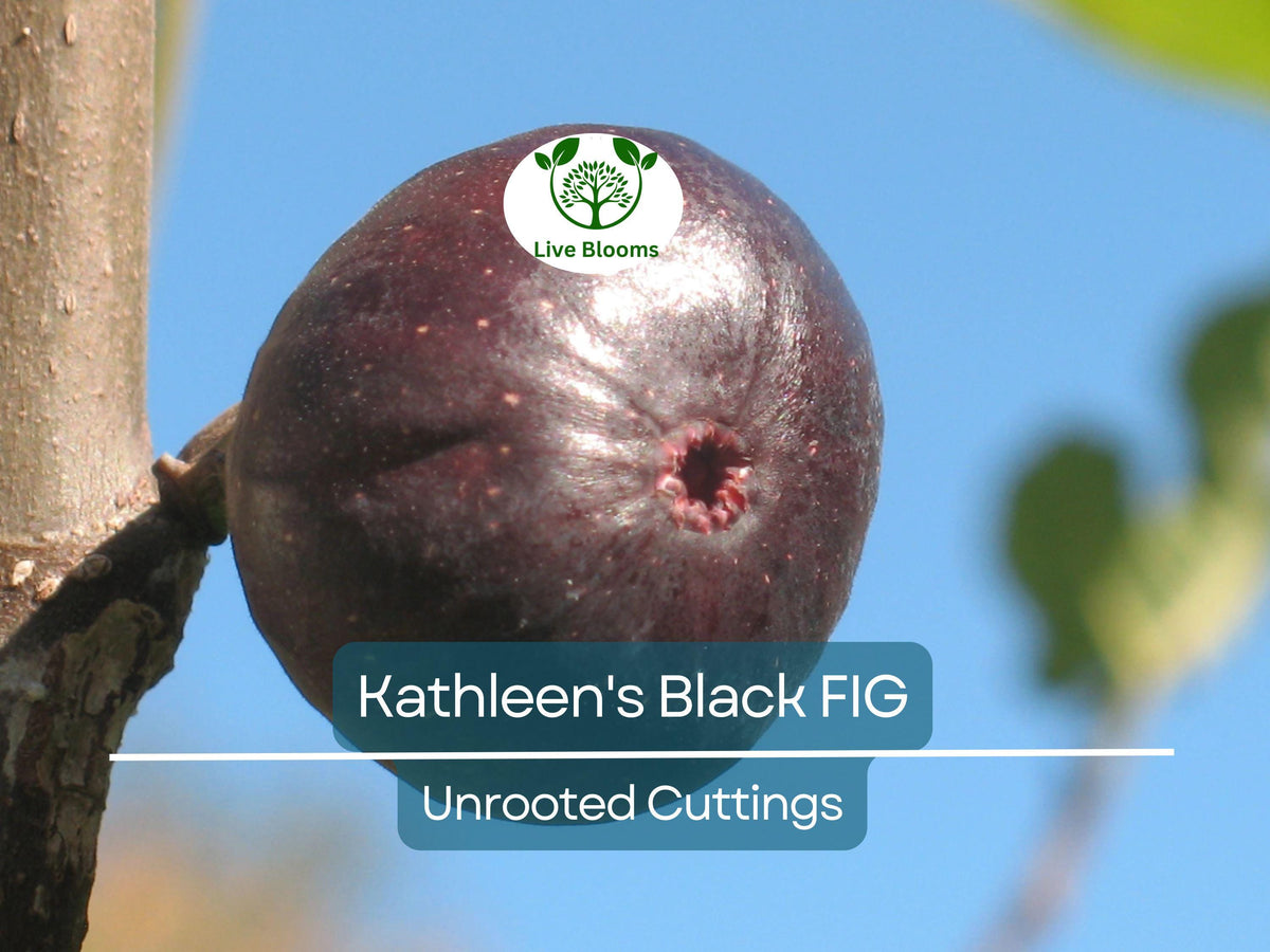 Kathleen's Black Fig Unrooted Cutting - Ficus carica - Propagation, Grafting, Rooting, 8-Inch, Premium Quality