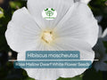 40 Seeds Rose Mallow Dwarf White Hibiscus moscheutos Hardy Perennial Compact Flowering Plant for Gardens