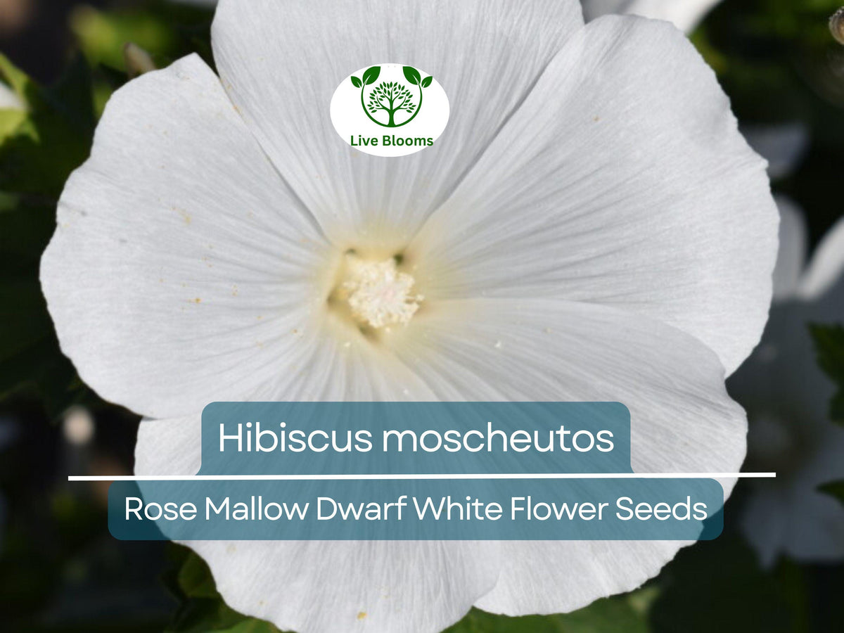 40 Seeds Rose Mallow Dwarf White Hibiscus moscheutos Hardy Perennial Compact Flowering Plant for Gardens