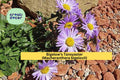 Bigelow’s Tansyaster Seeds – 100 Purple Aster, Drought-Tolerant Native Wildflower, Pollinator Friendly, Macheranthera bigelovii