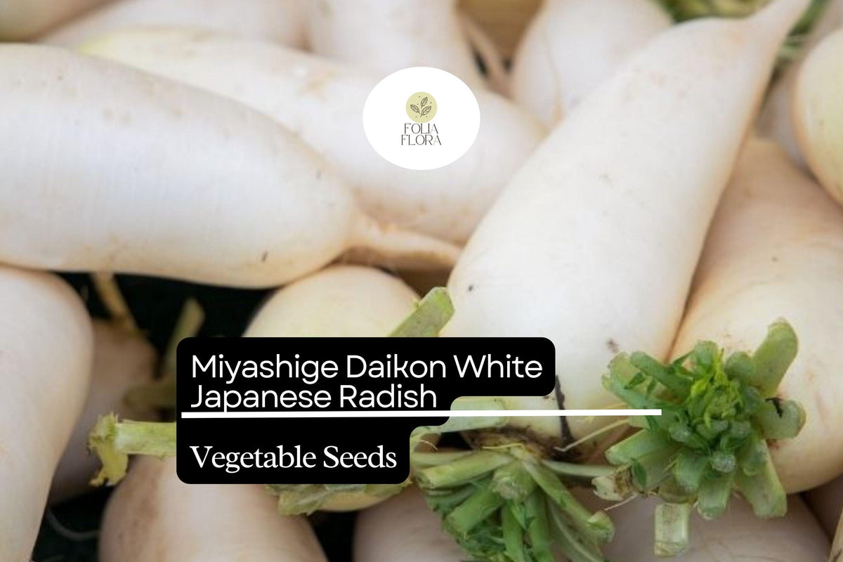 100 Seeds Miyashige Daikon Radish - White Japanese Long Root, Crisp & Sweet, Easy to Grow, Raphanus sativus var. longipinnatus