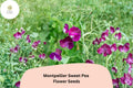 Montpellier Sweet Pea Seeds | Climbing Flower Vine | Purple Lathyrus odoratus | Ornamental Garden Plant