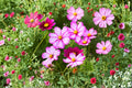 Cosmos Picotee Seeds – White Flowers with Pink Edges, Annual Cottage Flower, Easy to Grow, Cosmos bipinnatus, 100 Seeds