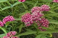 15 Rose Milkweed Seeds – Asclepias incarnata – Monarch Butterfly Host Plant for Pollinators