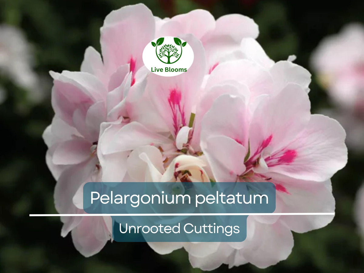 White Pink Pelargonium Peltatum Trailing Ivy Geranium Unrooted Cuttings – 2 Live 6" Indoor/Outdoor Hanging Basket Plant