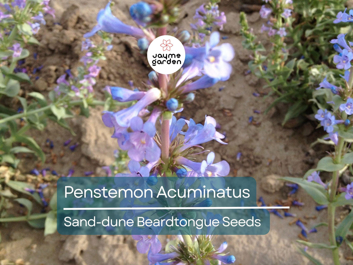 50 Seeds Penstemon Acuminatus Sand-Dune Beardtongue Native Perennial Wildflower Drought Tolerant Pollinator Friendly