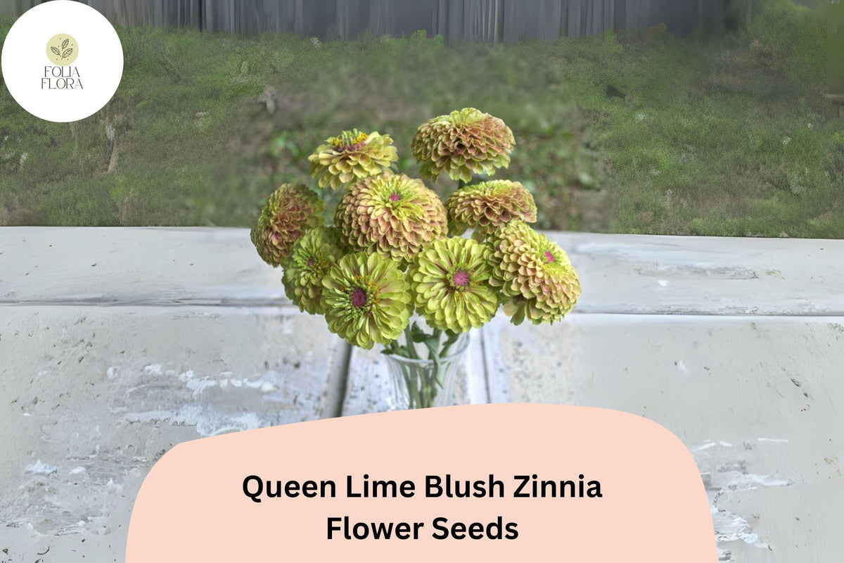 100+ Queen Lime Blush Zinnia Seeds | Compact Annual Flowers with Lime & Blush Blooms | Zinnia elegans