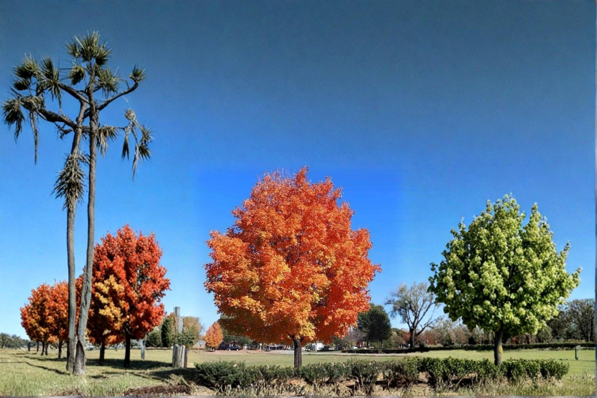 Sugar Maple Live Plants 2ft Bare Root Acer saccharum Ornamental Tree for Landscaping