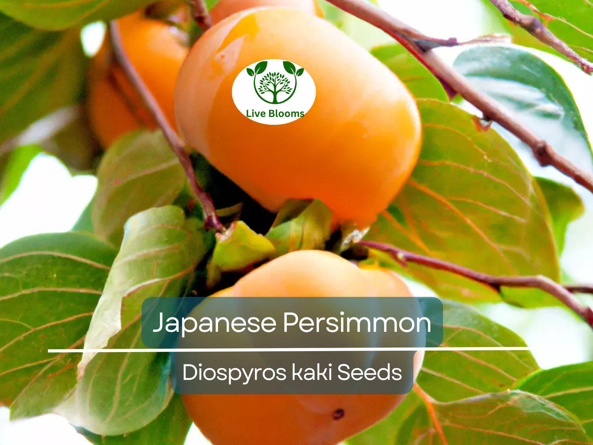 Japanese Persimmon Seeds (Diospyros kaki) - Edible Fruit Tree, Non-GMO, Easy to Grow, Sweet Nutritious Fruit for Garden or Orchard