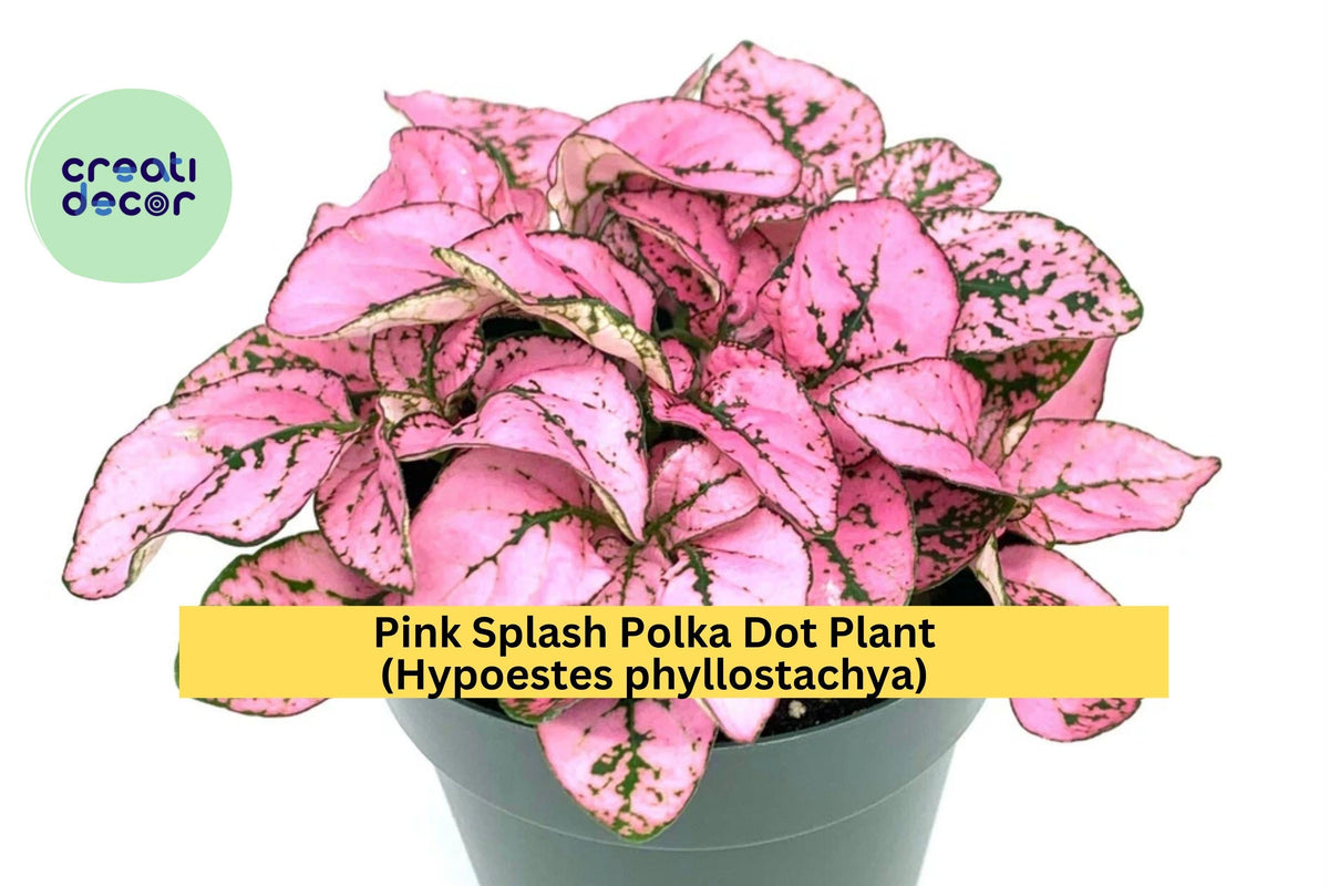 Hypoestes Pink Splash Live Plant – 2.5” Potted Polka Dot Plant with Pink and Green Leaves, Indoor Tropical Foliage, Hypoestes phyllostachya
