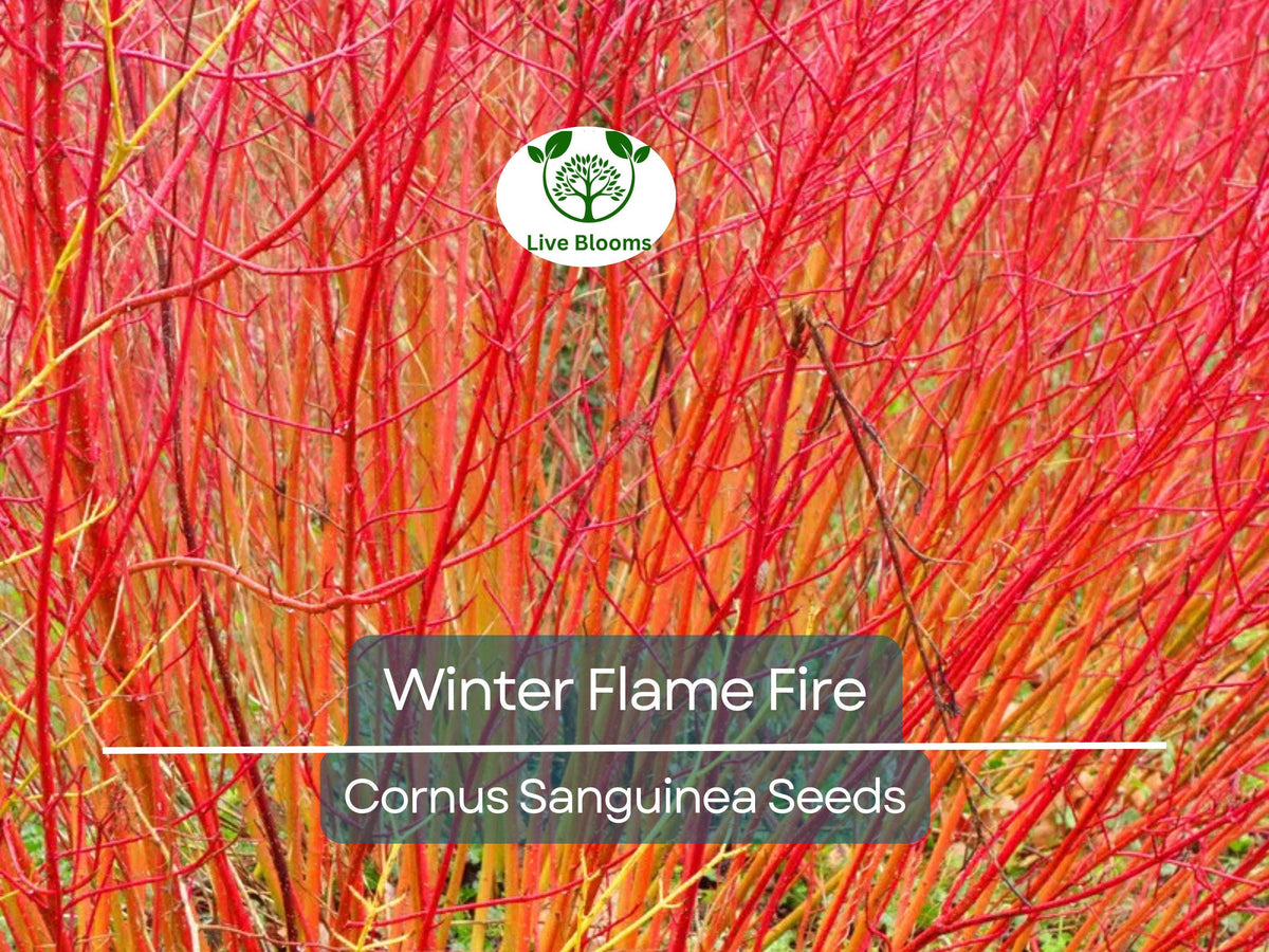 Winter Flame Fire Bush Seeds, Cornus Sanguinea, Bloodtwig Red Dogwood, Vibrant Red Stems, Winter Landscaping, Hedge Planting