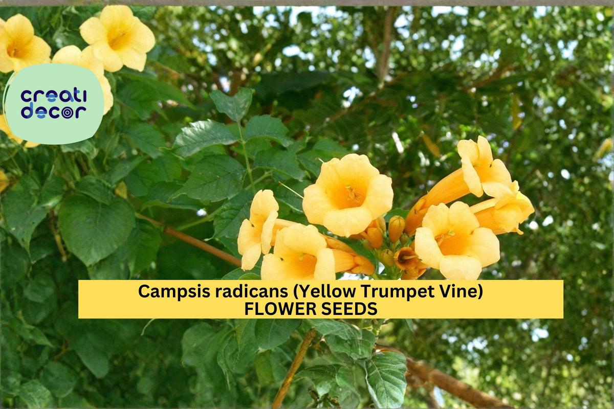 Yellow Trumpet Vine Seeds, Campsis radicans ‘Flava’ Climbing Flower Vine, Ornamental Garden Plant, 20 Seeds