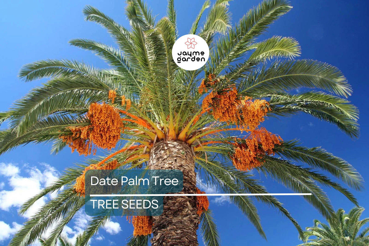 Date Palm Tree Seeds – Phoenix dactylifera, Edible Fruit, Hardy to Zone 8, Tropical Landscaping, Drought-Tolerant, Exotic Fruit Seeds