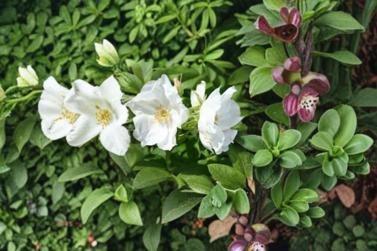 White Beach Rose Seeds – Rosa rugosa alba, Hardy Fragrant Japanese Rose, Coastal Wildflower, 25 Seeds