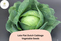 500+ Late Flat Dutch Cabbage Seeds | Heirloom Brassica oleracea | Large Flat Round Heads for Storage & Cooking