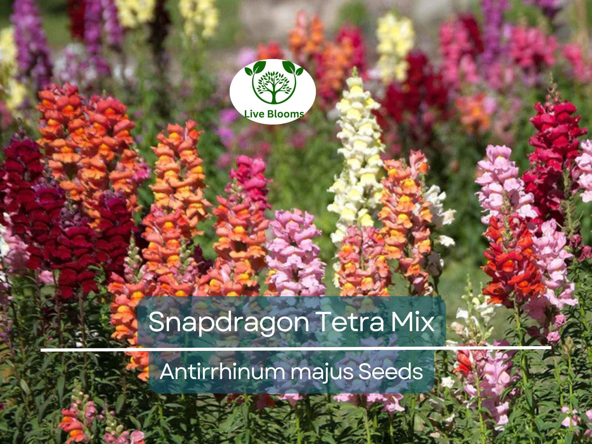 500 Seeds Snapdragon Tetra Mix Antirrhinum majus Semi-Dwarf Multi-Colored Flower Seeds for Garden, Borders, Containers