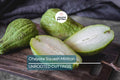 3 Chayote Squash Mirliton Live Plants in Pots – Edible Vine, Fast-Growing Climbing Plant, Sechium edule, Vegetable Garden
