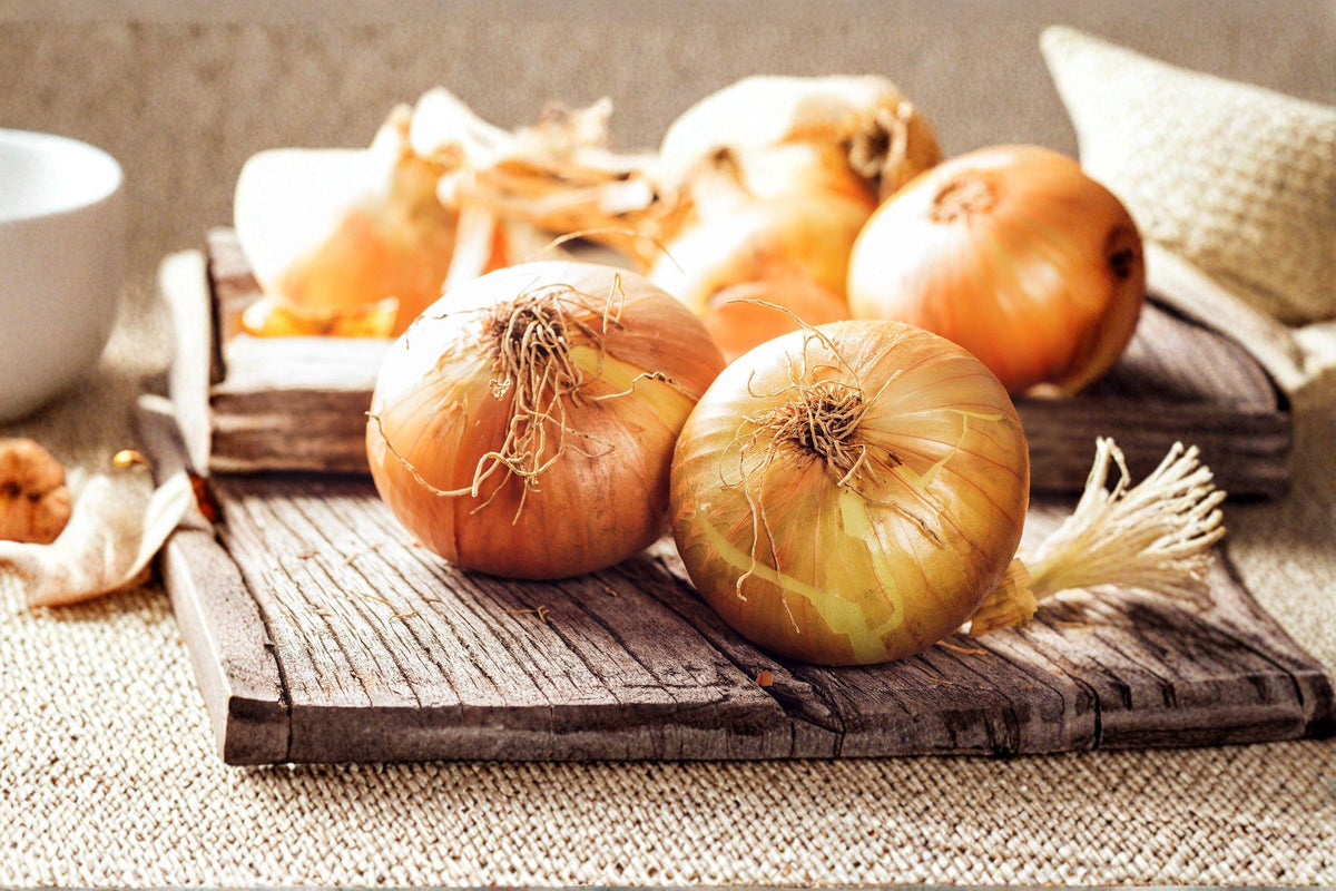 Walla Walla Sweet Onion Seeds – Heirloom, Large Juicy Bulbs, Mild Flavor, Allium cepa, 50 Seeds