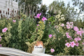Variegated Compact Geranium Cuttings - 6" Pelargonium Foliage Plant for Containers & Borders