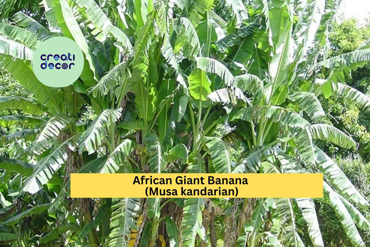 African Giant Banana Plant | Musa kandarian Rooted Starter | Tropical Banana Tree for Garden or Container