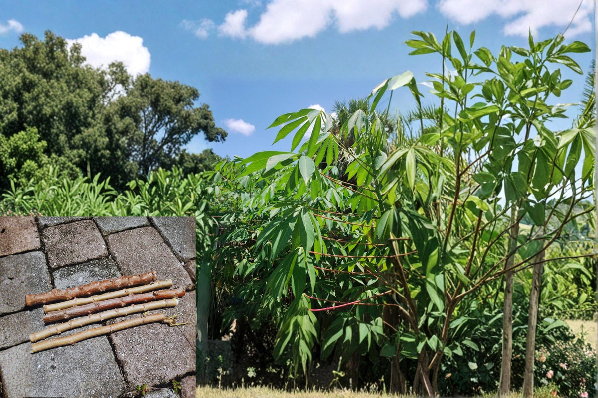 Red Cassava Cuttings 15 pcs 9-12 Inch Manihot esculenta Yuca Plant Propagation