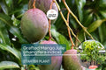 Grafted Julie Mango Tree – Live 3’-4’ Fruit Tree with Fiber-Free, Sweet Mangoes – Tropical Garden Plant – Mangifera indica