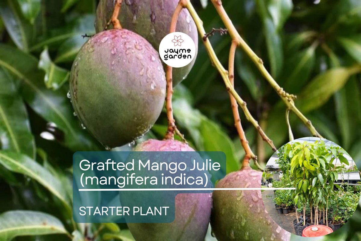 Grafted Julie Mango Tree – Live 3’-4’ Fruit Tree with Fiber-Free, Sweet Mangoes – Tropical Garden Plant – Mangifera indica