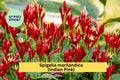 Spigelia marilandica Indian Pink Perennial Bare Root Plant with Red and Yellow Tubular Flowers for Shade Gardens