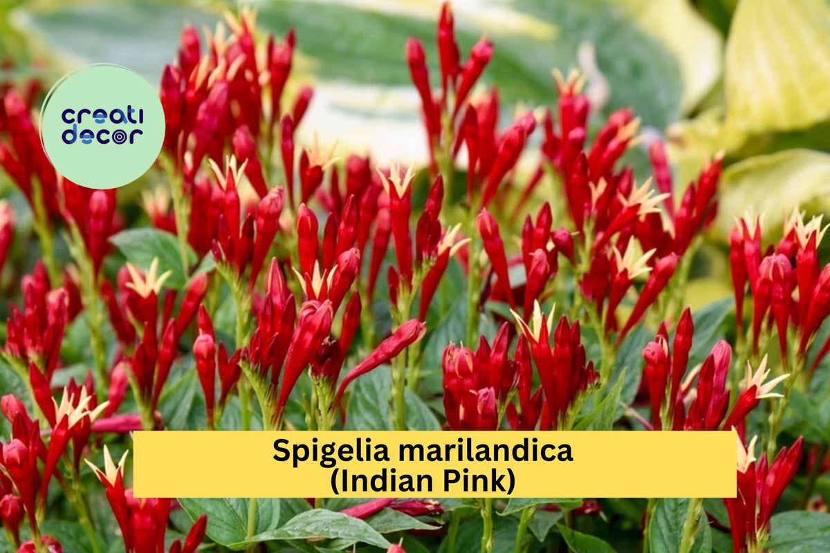 Spigelia marilandica Indian Pink Perennial Bare Root Plant with Red and Yellow Tubular Flowers for Shade Gardens