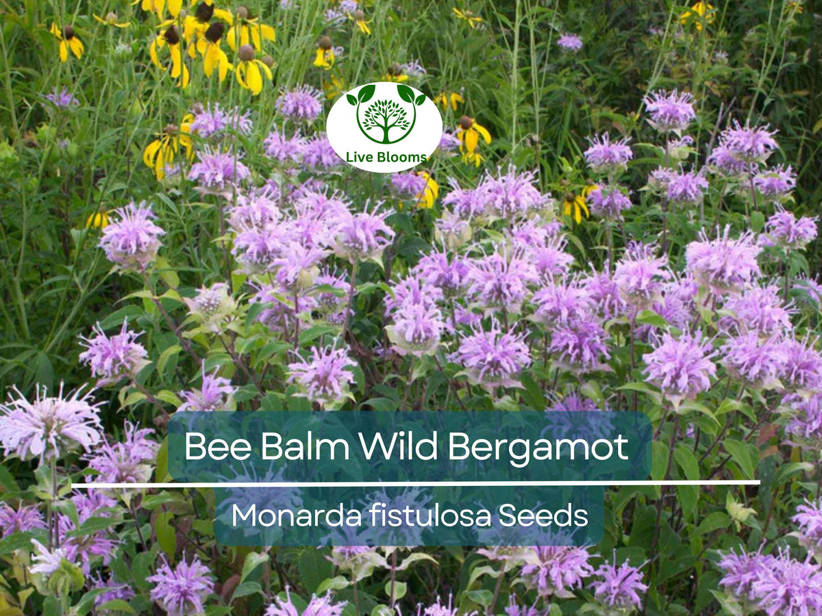 500 Bee Balm Seeds – Wild Bergamot Monarda fistulosa Perennial Pollinator Herb for Bees, Hummingbirds, Butterflies
