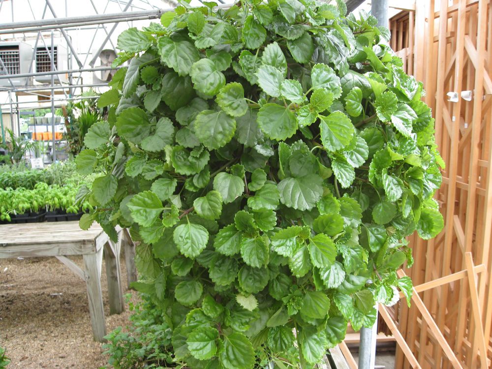 Swedish Ivy Starter Plant (Plectranthus verticillatus) – Easy Care Trailing Houseplant with Roots