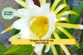 American Beauty Dragon Fruit Scrap Cuttings – 8 Pieces, Self-Pollinating, Hylocereus guatemalensis, Climbing Cactus for Propagation