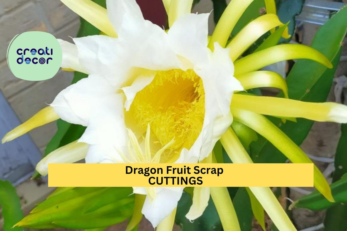 American Beauty Dragon Fruit Scrap Cuttings – 8 Pieces, Self-Pollinating, Hylocereus guatemalensis, Climbing Cactus for Propagation
